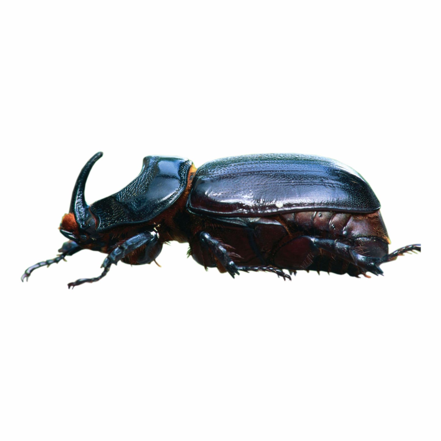 Bucket Trap & Lure For Rhinoceros Beetle To Control Damage In coconut Pack Of 4
