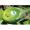 HEDO Pheromone Lure for Brinjal Fruit & Shoot Borer (Egg Plant Pheromone Lure) Pack of 10