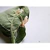 Pheromone Trap for Tomato Leafminer(Tuta absoluta)with Delta Trap Pack of 5