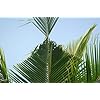 HEDO Beetle Lure Pack of 5| Pheromone Lure for Rhinoceros Beetle (Oryctes Rhinoceros) for Coconut & Palm Tree