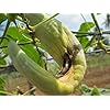 Melon Fly Pheromone Trap with Melon Lure for Vegetable Crop Pack of 10