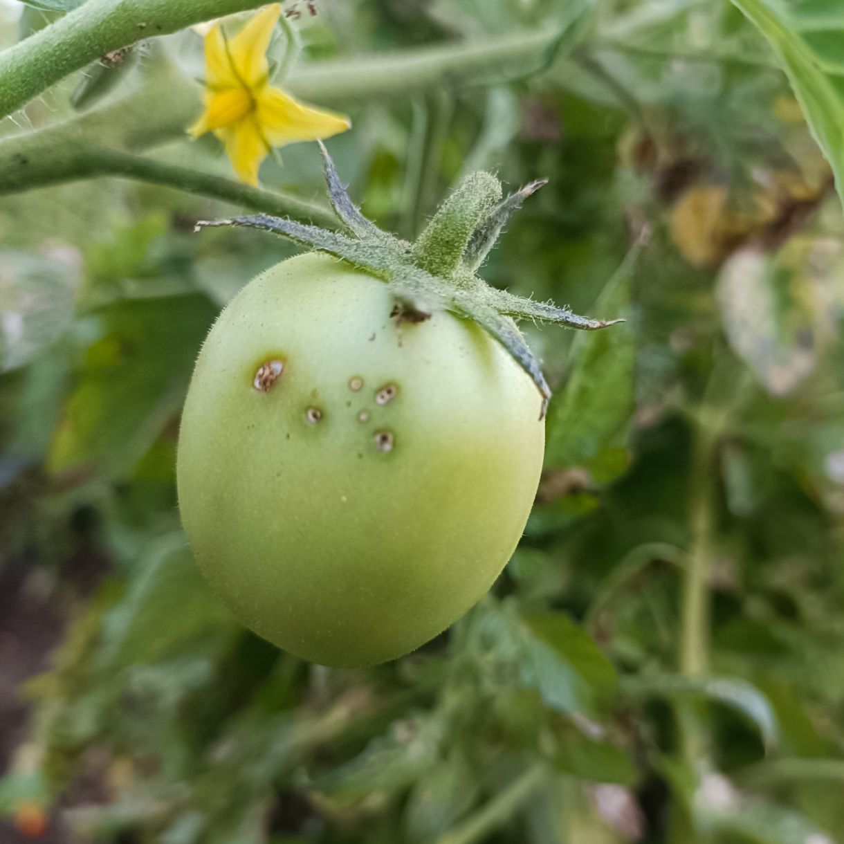 HEDO Pheromone Lure for Tomato Leaf Miner (Tuta absoluta) Pack of 10