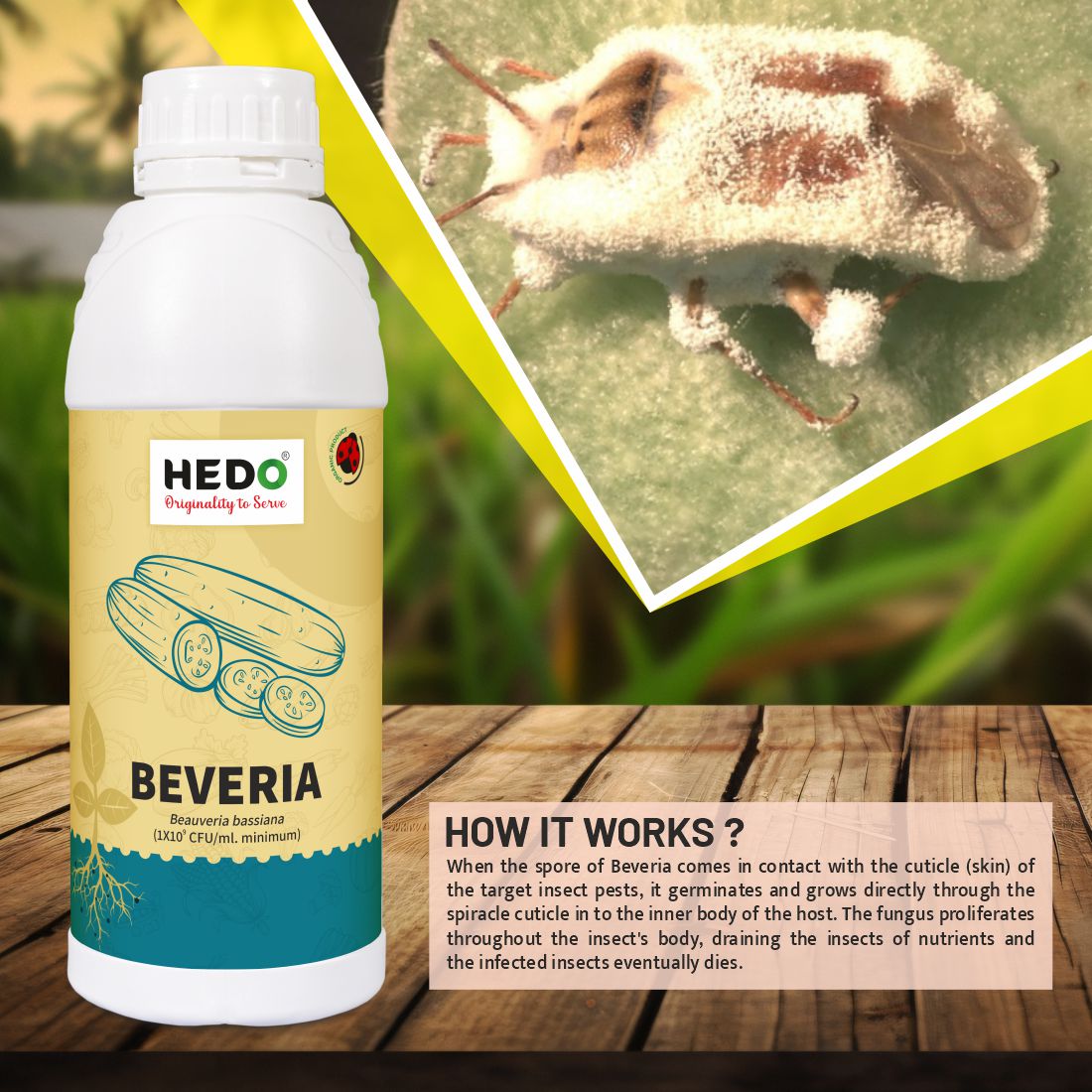 Beauveria Bassiana Liquid(1x10^9 CFU/ml) Bio-Organic(1L) For All Plants To control Aphids,Thrips & Whiteflies