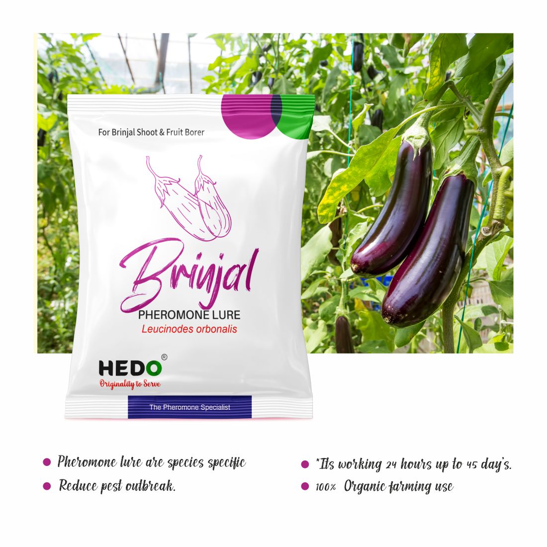 HEDO Pheromone Lure for Brinjal Fruit & Shoot Borer (Egg Plant Pheromone Lure) Pack of 10