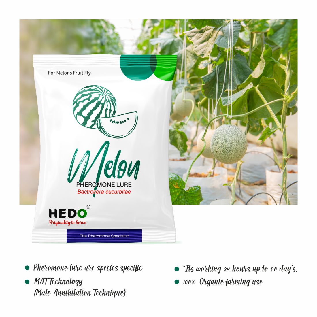 HEDO Melon Fly Lure (Bactrocera Cucurbitae) Pack of 10 for Vegetables Crop pheromone Lure