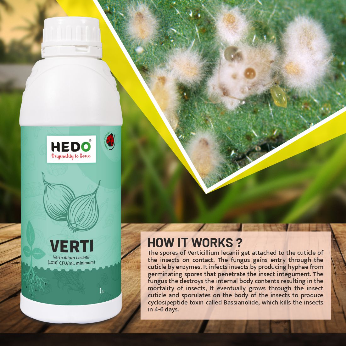 Verticillium Lecanii Liquid(1X10^8 CFU/ml) Bio-Organic (1L) For Plants & Crops - Against Sucking Insects Like Aphids, Thrips And Whiteflies