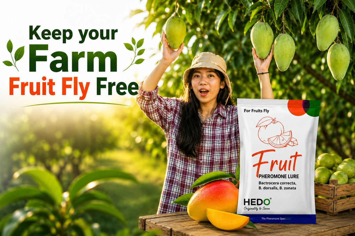 HEDO Fruit Fly Pheromone Lure (Bactrocera correcta, Bactrocera zonata & Bactrocera dorsalis) Pack of 10 | Fruit Fly Trap Lure for Mango, Guava & All Fruit Crops | Eco-Friendly Pest Monitoring