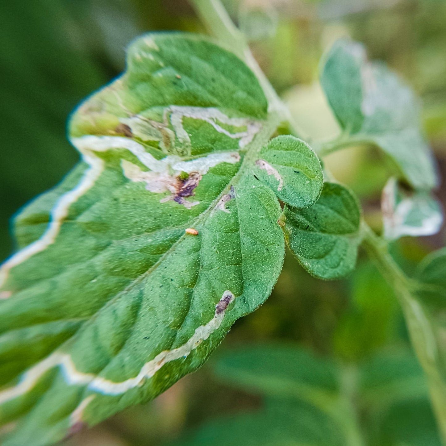 HEDO Pheromone Lure for Tomato Leaf Miner (Tuta absoluta) Pack of 10