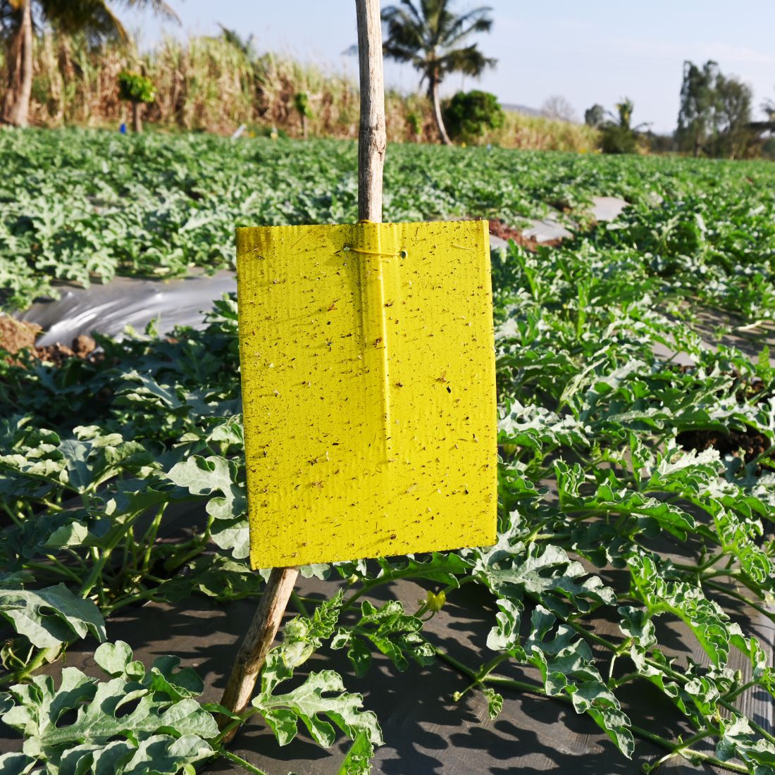 Eco Yellow Sticky Trap size A5,150mm*200mm pack of 1 (25 Pieces )