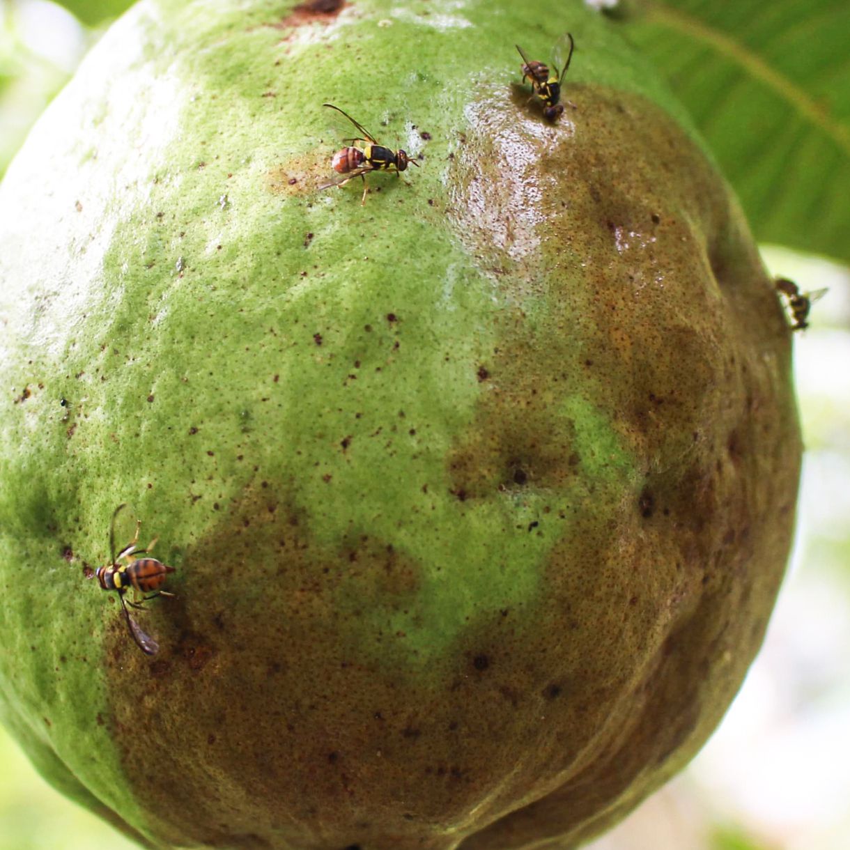 Fruit Fly Pheromone Trap with Fruit Fly Lure(Bactrocera Dorsalis) for Fruit Crops Pack 10