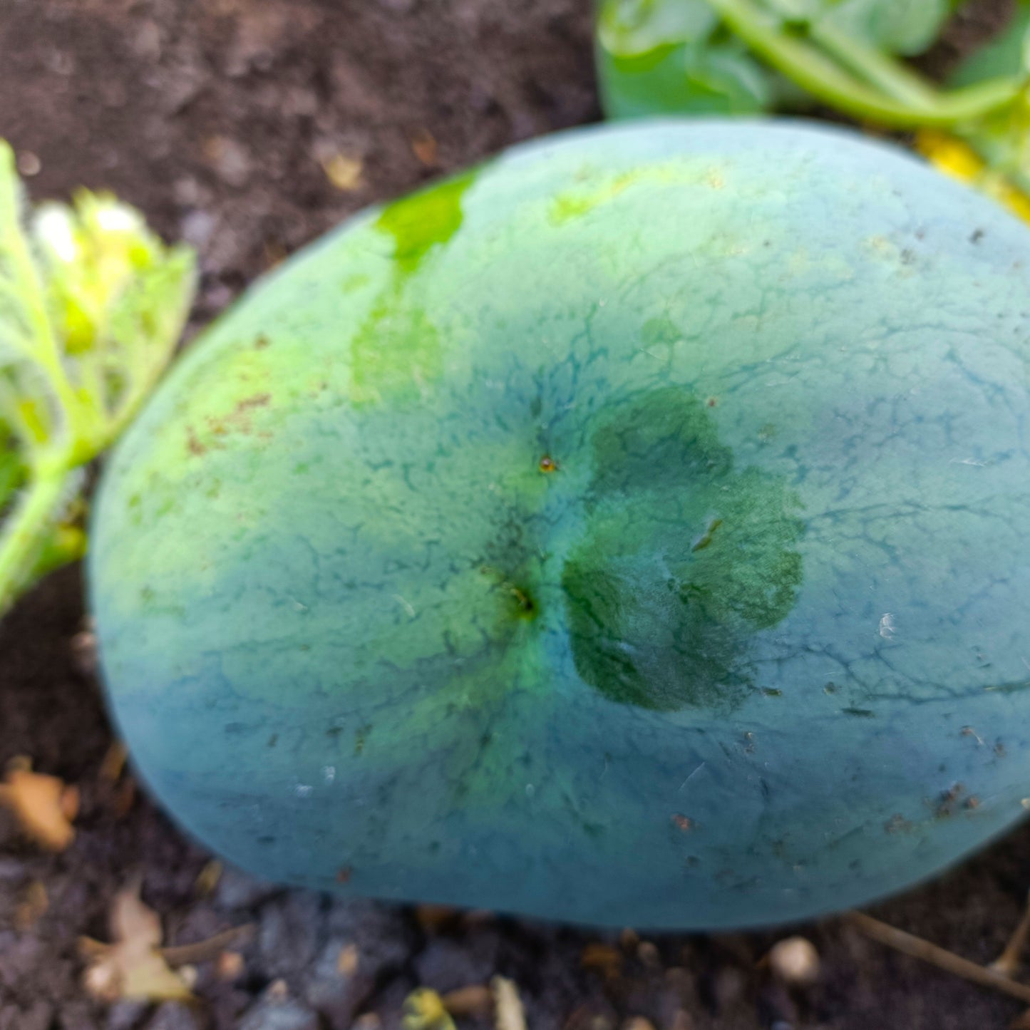 Melon Fly Pheromone Trap with Melon Lure for Vegetable Crop Pack of 5