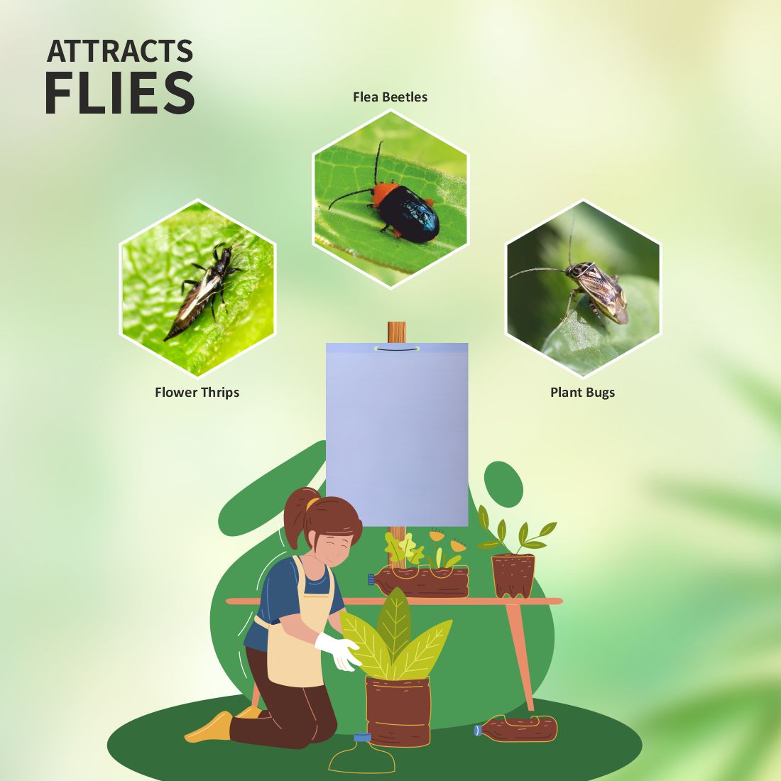 White PVC Sticky Trap( Size 22X28Cm) To Control Black Thrips, Aphids & Whiteflies Pack Of 10