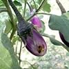 Funnel Trap with Brinjal pheromone Lure(Leucinodes orbonalis)Combo Set Pack of 10