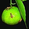 Fruit Fly Pheromone Trap with Fruit Fly Lure(Bactrocera Dorsalis) for Fruit Crops Pack 10