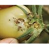 Pheromone Trap for Tomato Leafminer(Tuta absoluta)with Delta Trap Pack of 5