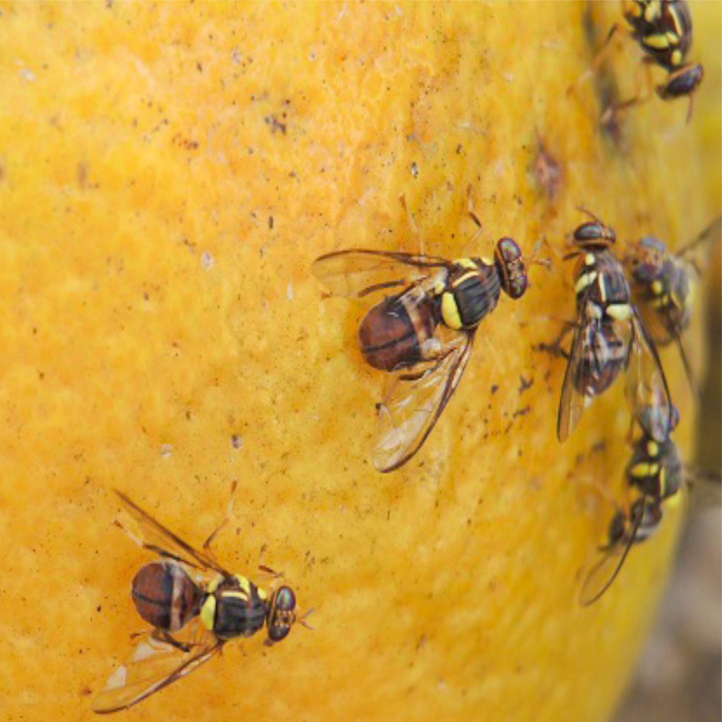 Fruit Fly Pheromone Trap with Fruit Fly Lure(Bactrocera Dorsalis) for Fruit Crops Pack 10