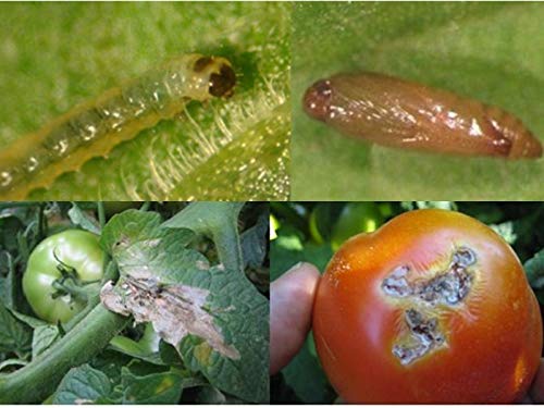 HEDO Pheromone Lure for Tomato Leaf Miner (Tuta absoluta) Pack of 10