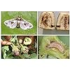 Funnel Trap with Brinjal pheromone Lure(Leucinodes orbonalis)Combo Set Pack of 5