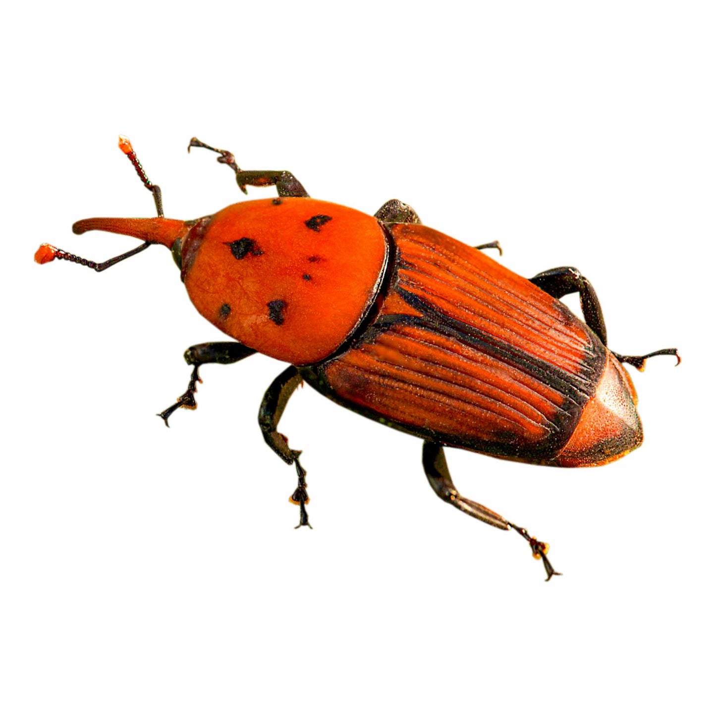 Bucket Trap & Lure For Red Palm Weevil For Control Damage In coconut Pack Of 4