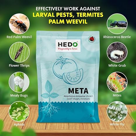 Metarhizium Anisopliae powder (1x10^8 CFU/gm) Bio-Organic (1Kg) For Plants To Control All Beetles, Weevils, White Grubs, Aphids, Thrips