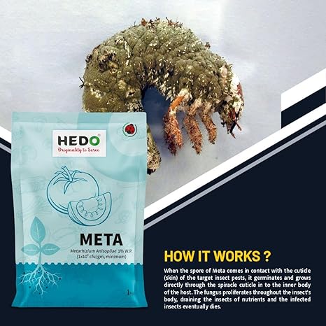 Metarhizium Anisopliae powder (1x10^8 CFU/gm) Bio-Organic (1Kg) For Plants To Control All Beetles, Weevils, White Grubs, Aphids, Thrips