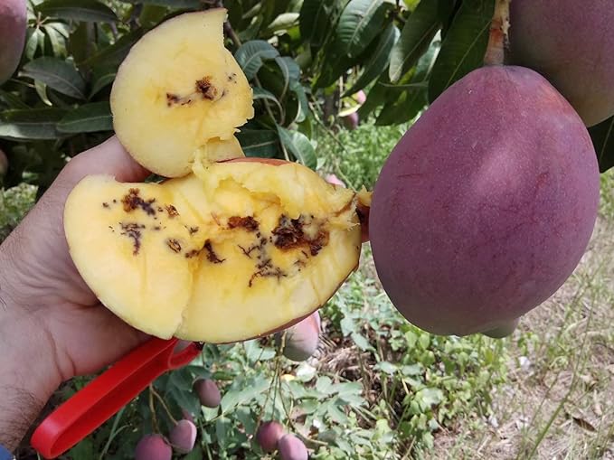 Fruit Fly Yellow IPM Trap With Fruit Fly Lure (Bactrocera Dorsalis) For All Fruits Pack of 2
