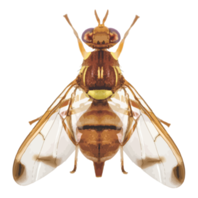 Melon Fruit Fly IPM Trap With Melon Lure (Bactrocera Cucurbitae) For All Vegetables Pack of 20