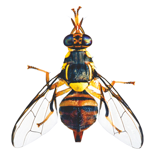 Fruit Fly Pheromone Trap with Fruit Fly Lure(Bactrocera Dorsalis) for Fruit Crops Pack 10