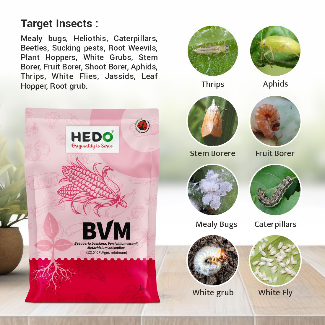 BVM (1X 10^9 CFU/gm) Organic Powder (1Kg) - Beauveria bassiana + Verticillum Lecanii + Metarhizium Anisopliae is consortia To Control Insect