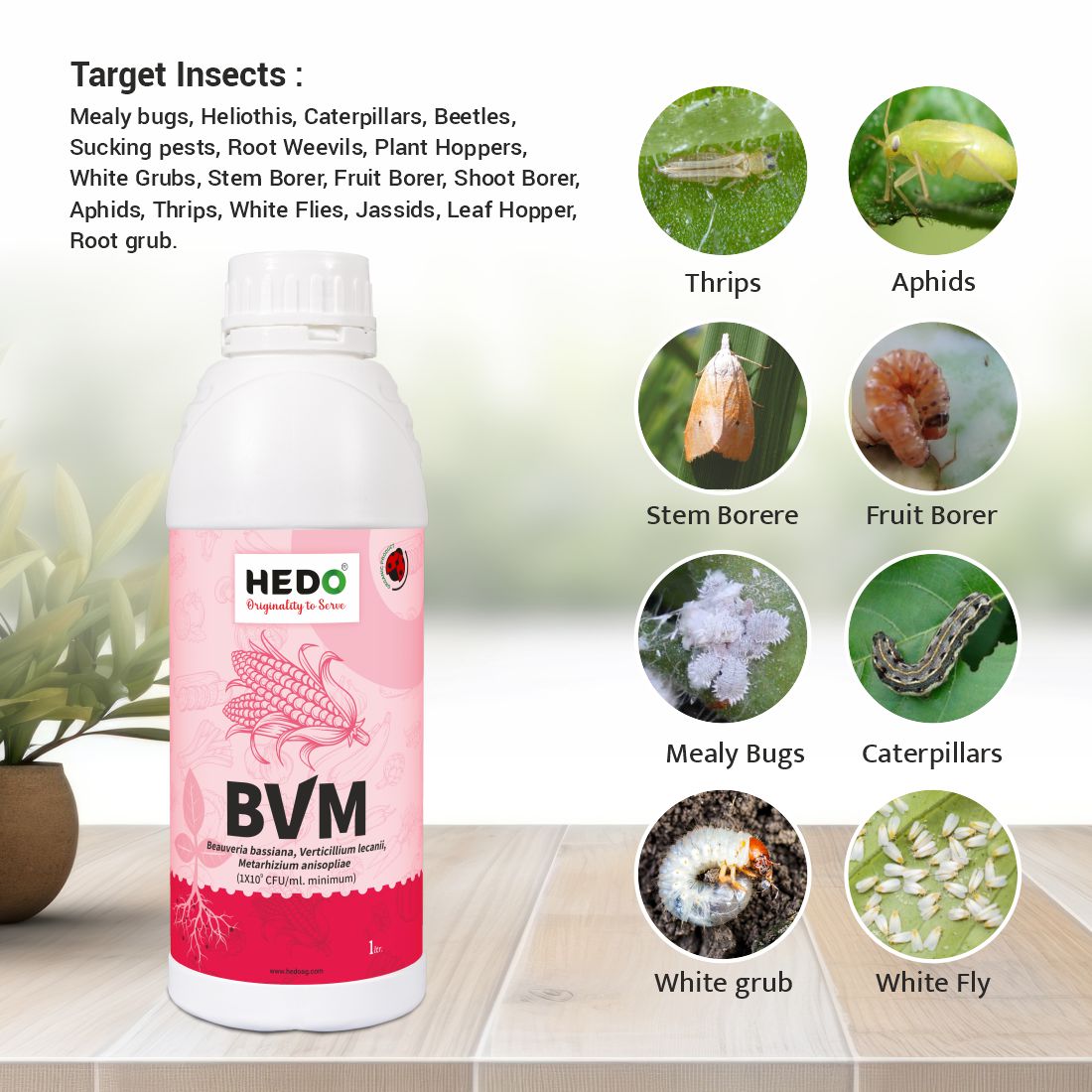BVM (1X10^9 CFU/ml) Organic Liquid (1L) - Beauveria bassiana + Verticillum Lecanii + Metarhizium Anisopliae is consortia To Control Insect