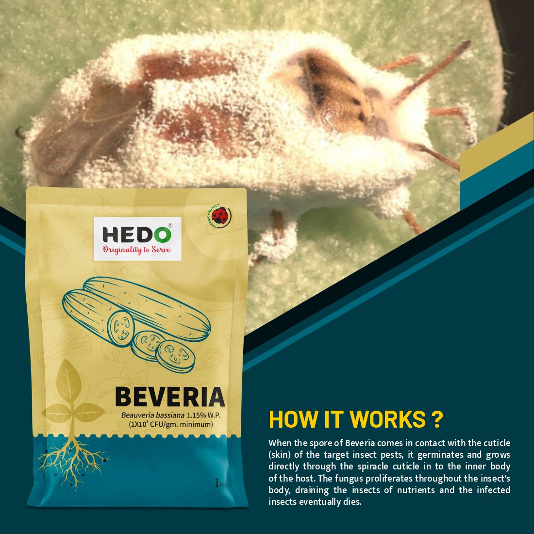 Beauveria Bassiana Powder(1x10^8 CFU/g) Bio-Organic(1Kg)  For All Plants To control Aphids, Thrips & Whiteflies
