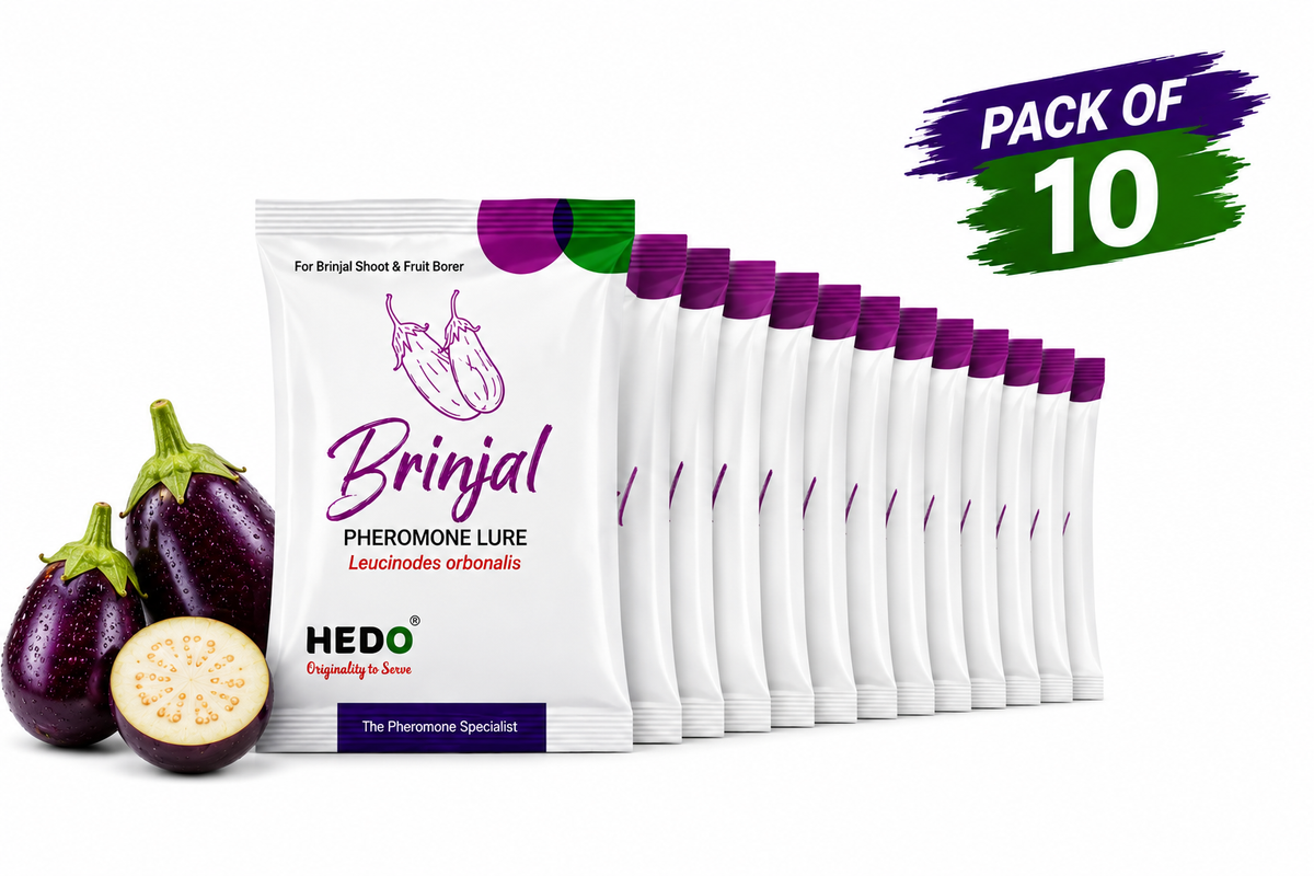 HEDO Brinjal Fruit & Shoot Borer Pheromone Lure Pack of 10 | Eggplant Pheromone Trap Lure for Leucinodes orbonalis | Eco-Friendly Pest Monitoring & Control