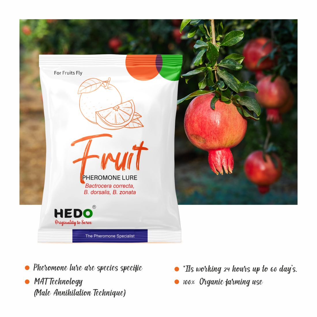 Fruit Fly Pheromone Trap with Fruit Fly Lure(Bactrocera Dorsalis) for Fruit Crops Pack 10