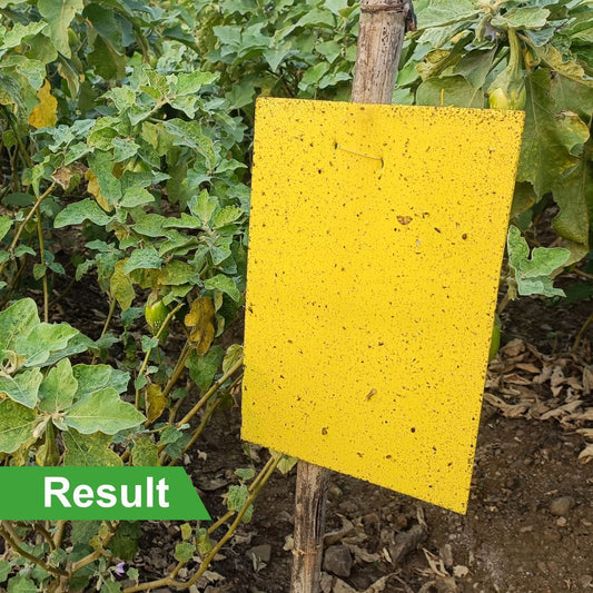 Eco Yellow Sticky Trap size A5,150mm*200mm pack of 1 (25 Pieces )