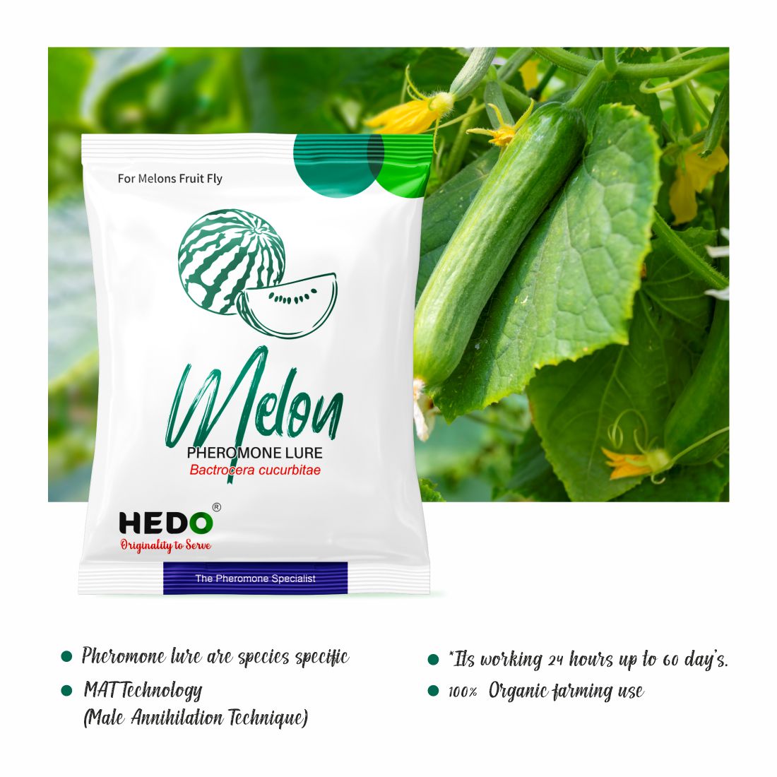 Melon Fly Horizontal Pheromone Trap With Melon Lure (Bactrocera Cucurbitae) For All Vegetables  Pack of 10