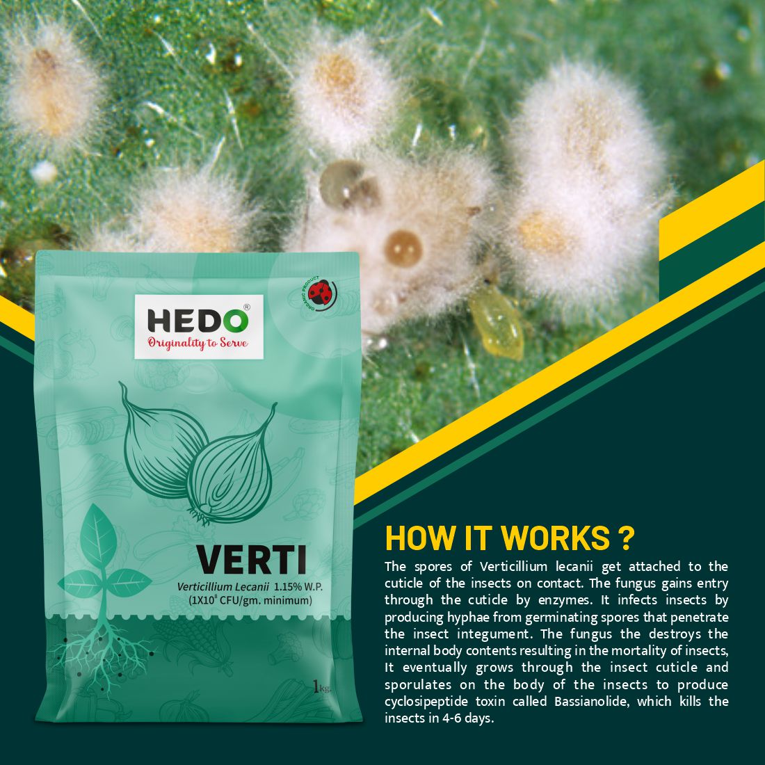 Verticillium Lecanii Powder(1X10^8 CFU/gm) Bio-Organic (1Kg) For Plants & Crops - Against Sucking Insects Like Aphids,Thrips And Whiteflies
