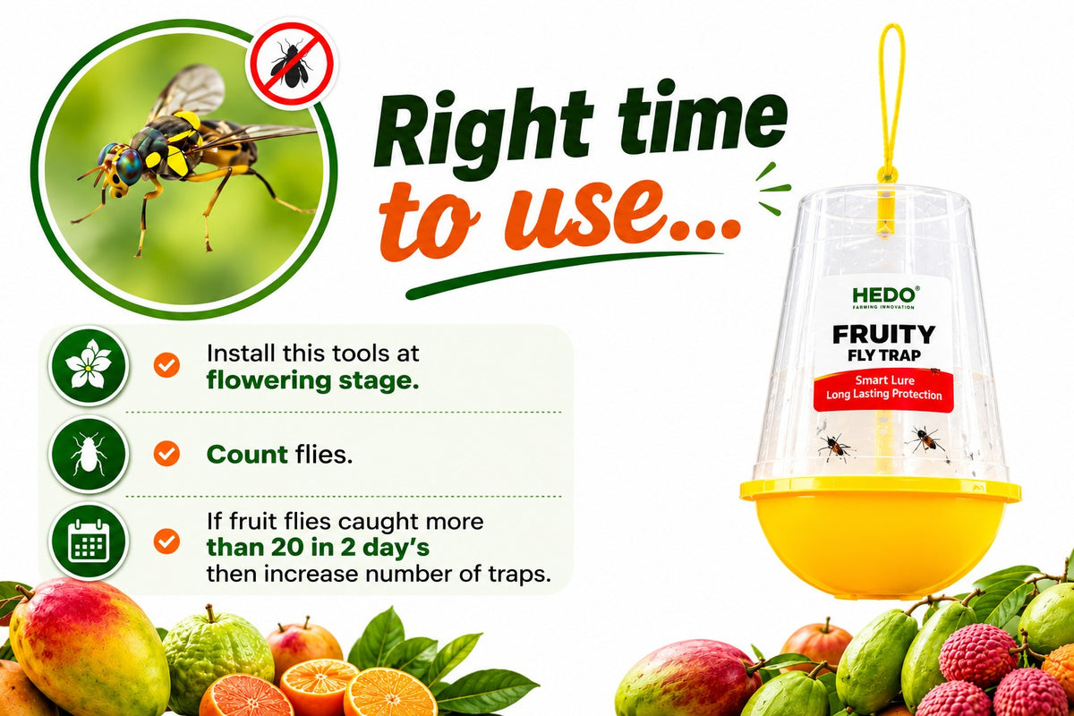 Fruit Fly IPM Trap with Fruit Fly Lure (Bactrocera dorsalis) Pack of 2 | Pheromone Trap for Mango, Guava, Citrus & All Fruit Crops