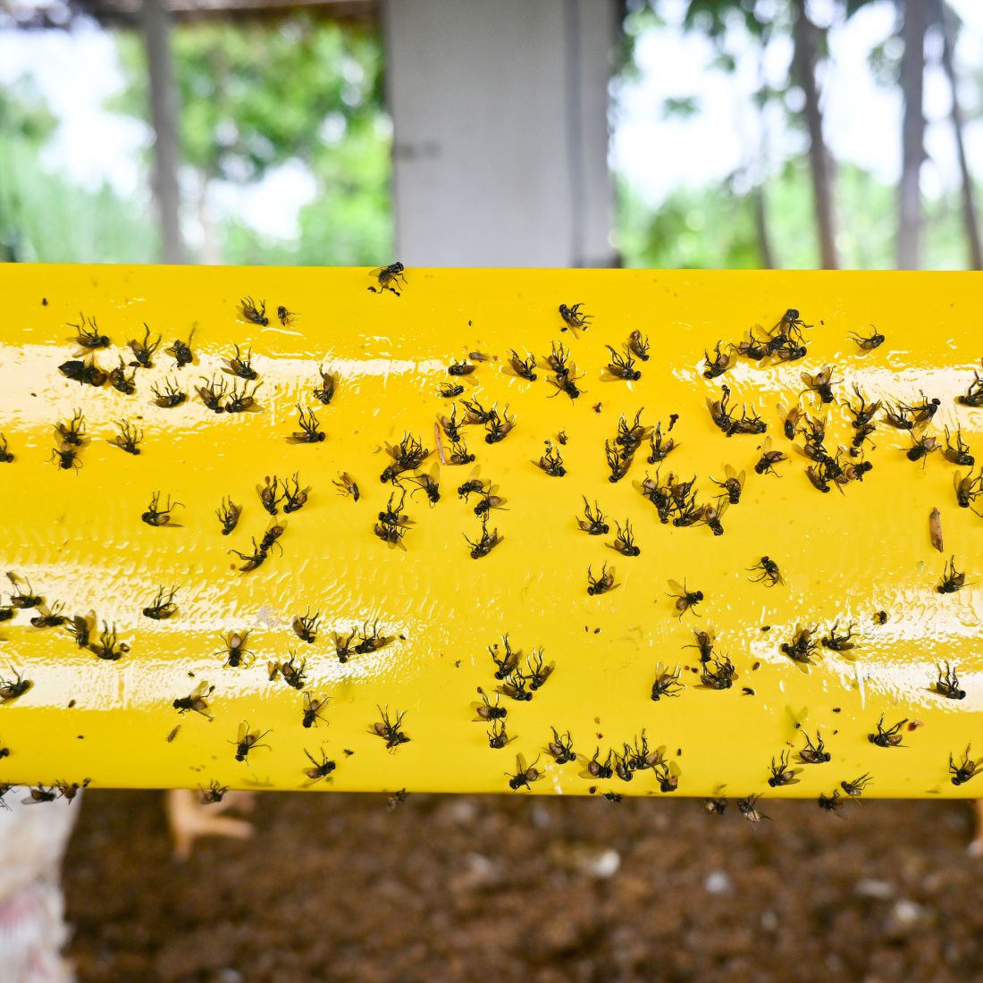 Yellow Sticky Roll /Trap(15cm*100mtr)To Control Of Flying Insects in Farm, Garden & Poultry Farm