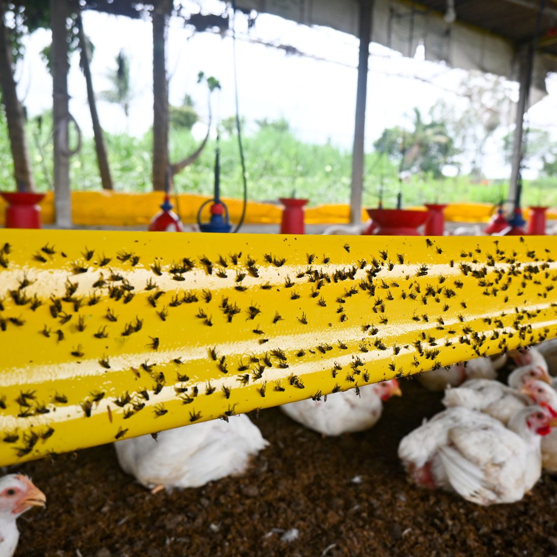 Yellow Sticky Roll /Trap(15cm*100mtr)To Control Of Flying Insects in Farm, Garden & Poultry Farm