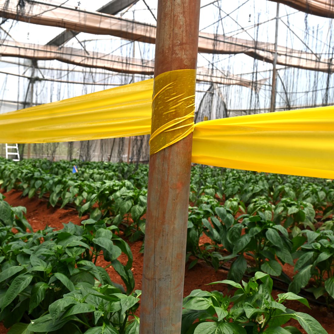 Sticky Roll Insect Yellow Sticky Roll/Trap Big (30cm*100mtr)To Control Of Flying Insects ...