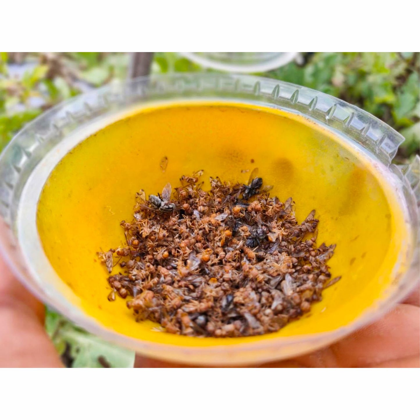 Melon Fruit Fly IPM Trap With Melon Lure (Bactrocera Cucurbitae) For All Vegetables Pack of 20