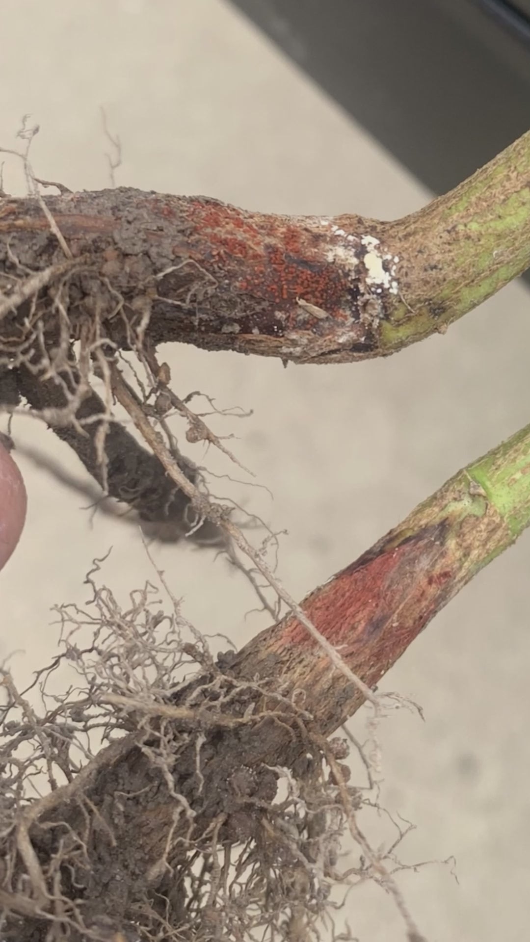 Load video: Trichoderma Viride is organic Bio Fungicide used as a biocontrol agent in biofertilizers to control plant pathogenic fungi in crops. highly effective in controlling a wide range of soil &amp; seed borne crops disease. It is also used to treat seeds and soil to suppress diseases caused by fungal pathogens. It inhibits the growth of many fungal plant pathogens by producing antibiotics and also by secreting lytic Trichoderma viride wrap around the pathogen fungi and produce antibiotics and extracellular enzymes , which lyses the cell wall of these pathogens that damage them. The invading fungus eventually collapse and disintegrates &amp; promote plant growth. Eco-friendly &amp; 100% Organic Solution Best for Domestic Purposes like garden, Terrace Garden, Nursery &amp; Agriculture Practices. Trichoderma Viride is a Bio organic manure with super effective remedy against Collar rot, Root rot, Dry rot, Karnal bunt disease wilts leaf blight spots and other soil borne pathogens caused by Fusarium, Rhizoctonia, Alternaria, Blister blight. affecting all crops plantations &amp; Gardening.